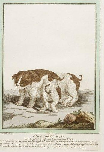 Illustration for article titled Beautiful Portraits of "Monstrosities" from the 18th Century